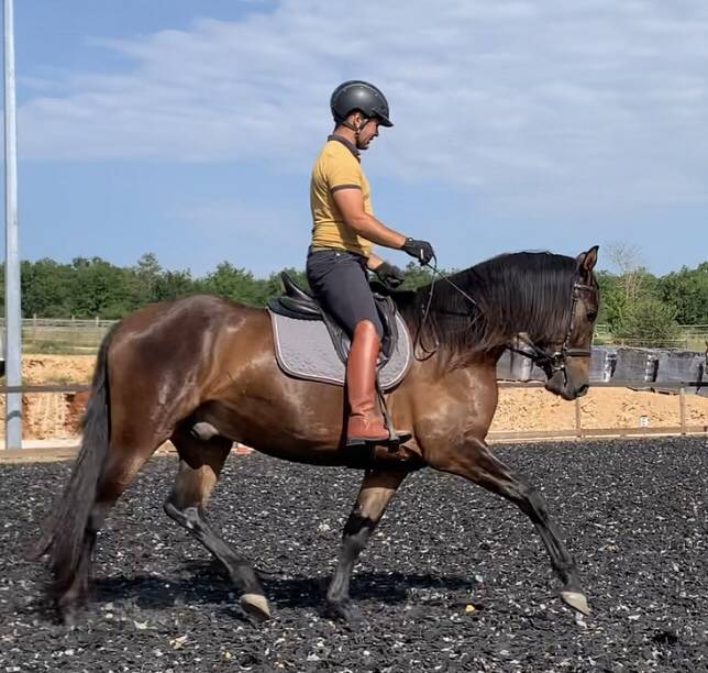 Ruin PRE Puur Ras Spaans Te koop 2021 Bruin / Bai