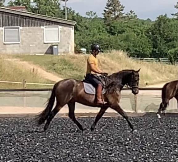 Ruin PRE Puur Ras Spaans Te koop 2021 Bruin / Bai