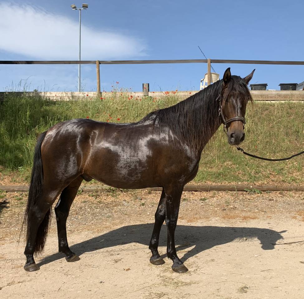 Ruin PRE Puur Ras Spaans Te koop 2021 Bruin / Bai