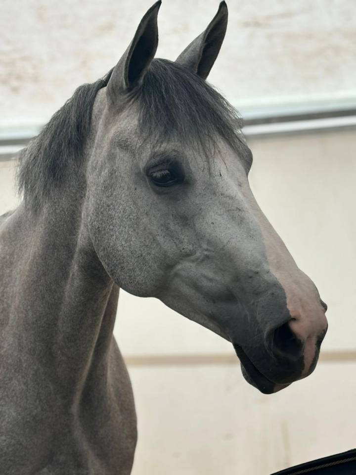 Merrie Selle Français Te koop 2018 Schimmel