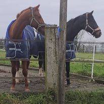 Mooi hippisch vastgoed Koop Calvados