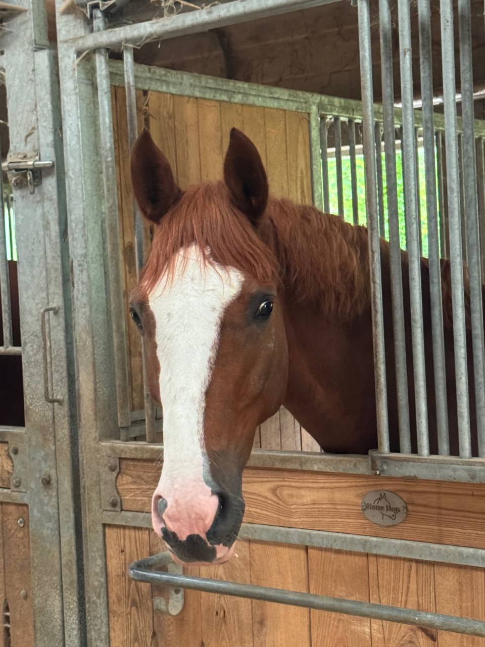 Ruin Selle Français Te koop 2020 Vos ,  QUABRI DE L'ISLE