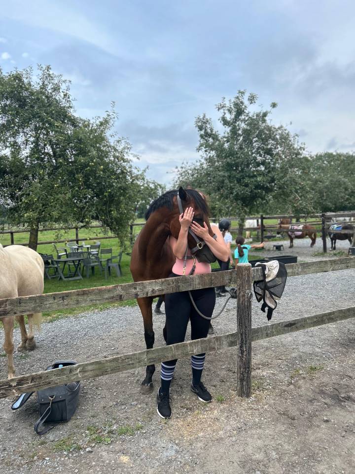 Ruin Ierse volbloed Te koop 2020 Donker bruin / bai