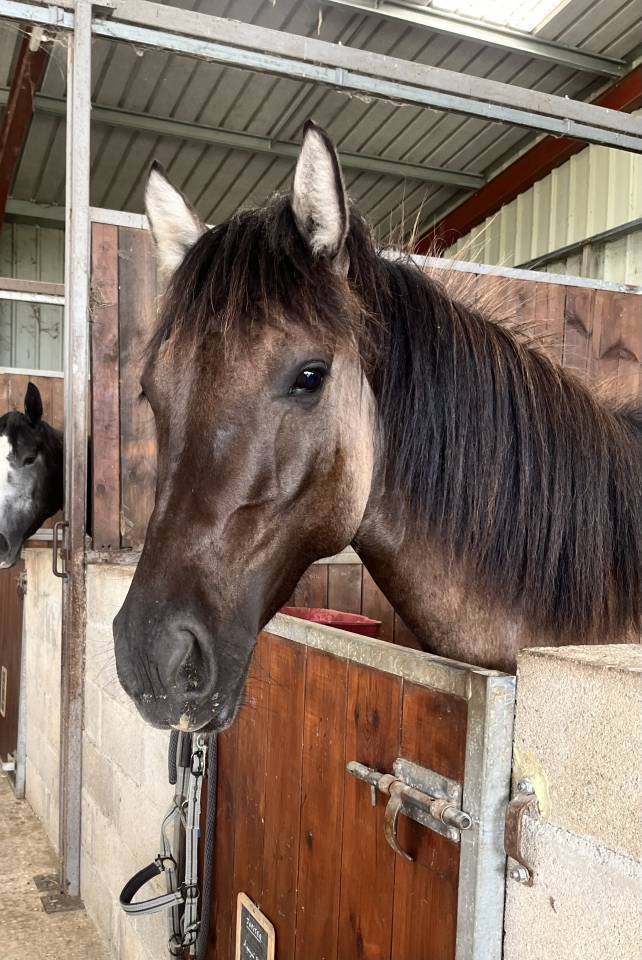 Ruin Franse rijpony PFS Te koop 2022 Muisgrijs ,  HOLLISTER DU PLANTEY