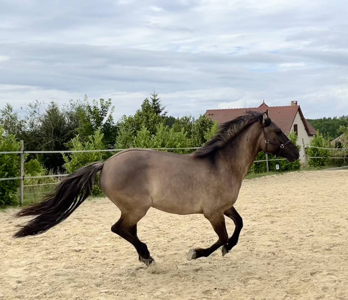 Ruin Franse rijpony PFS Te koop 2022 Muisgrijs ,  HOLLISTER DU PLANTEY