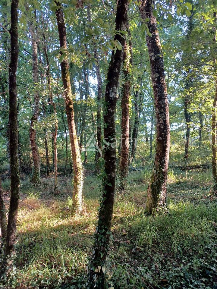 Hippisch vastgoed Koop Landes