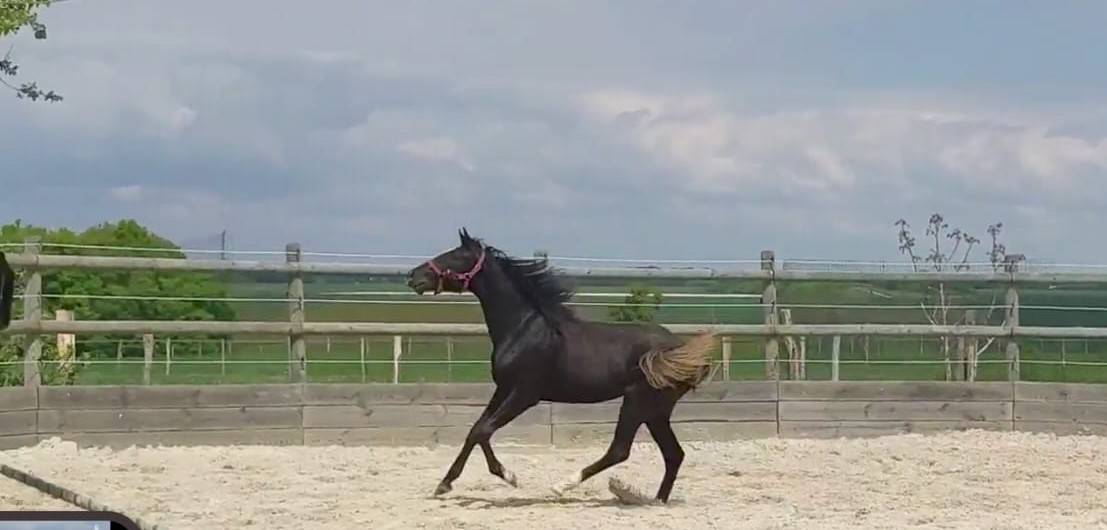 Veulen (vr) Selle Français Te koop 2023 Bruin / Bai ,  QLASSIC BOIS MARGOT