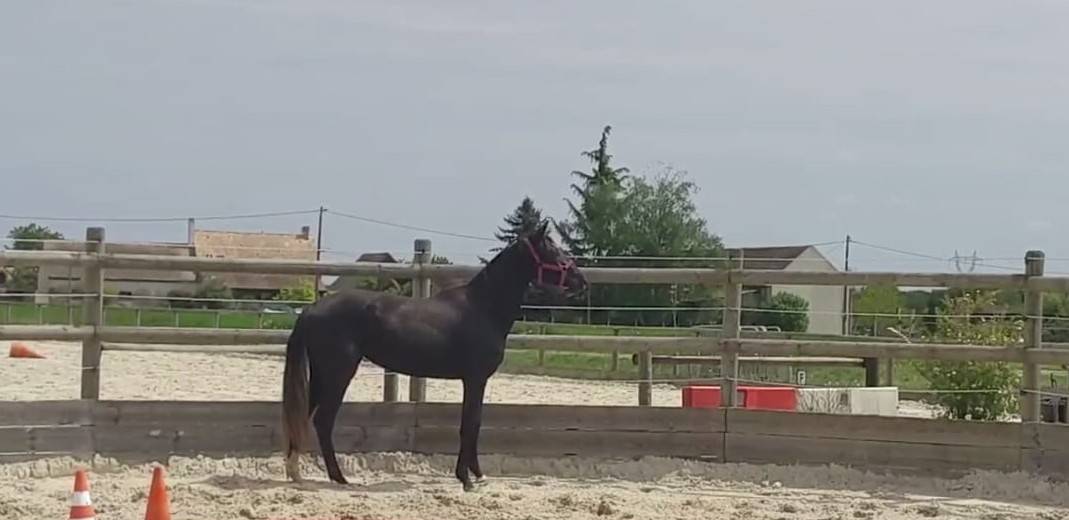 Veulen (vr) Selle Français Te koop 2023 Bruin / Bai ,  QLASSIC BOIS MARGOT