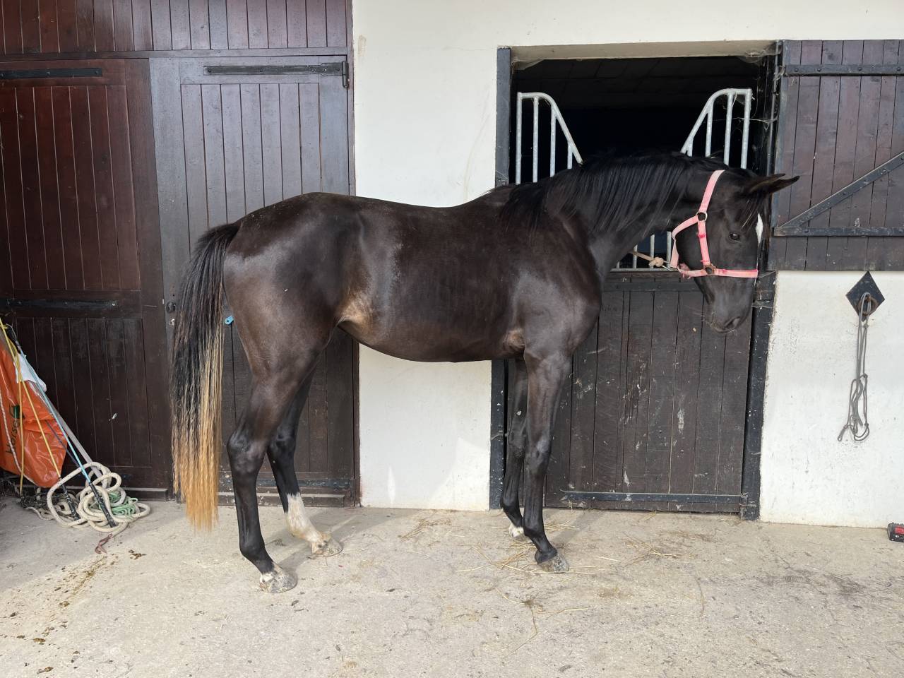 Veulen (vr) Selle Français Te koop 2023 Bruin / Bai ,  QLASSIC BOIS MARGOT
