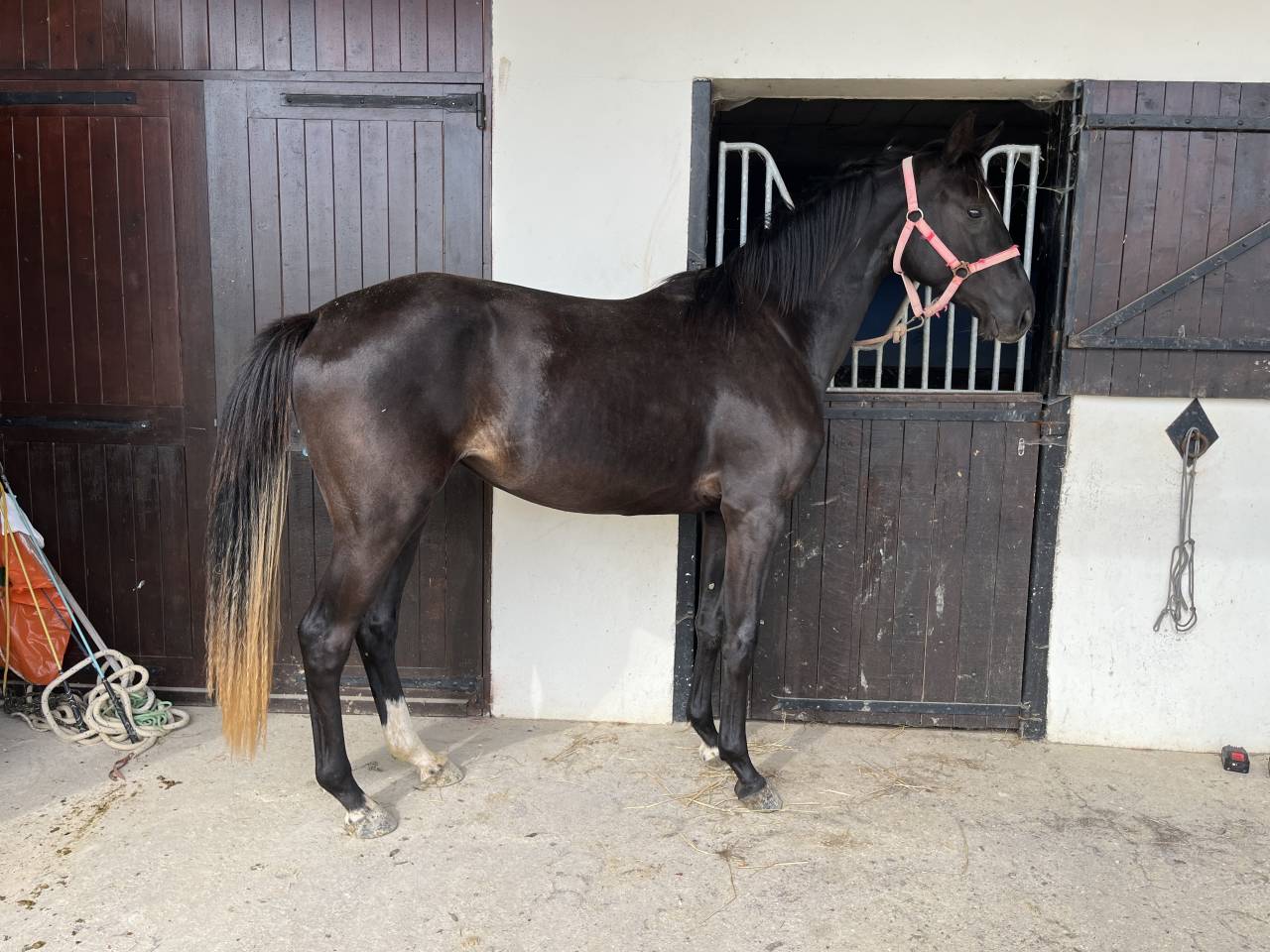 Veulen (vr) Selle Français Te koop 2023 Bruin / Bai ,  QLASSIC BOIS MARGOT