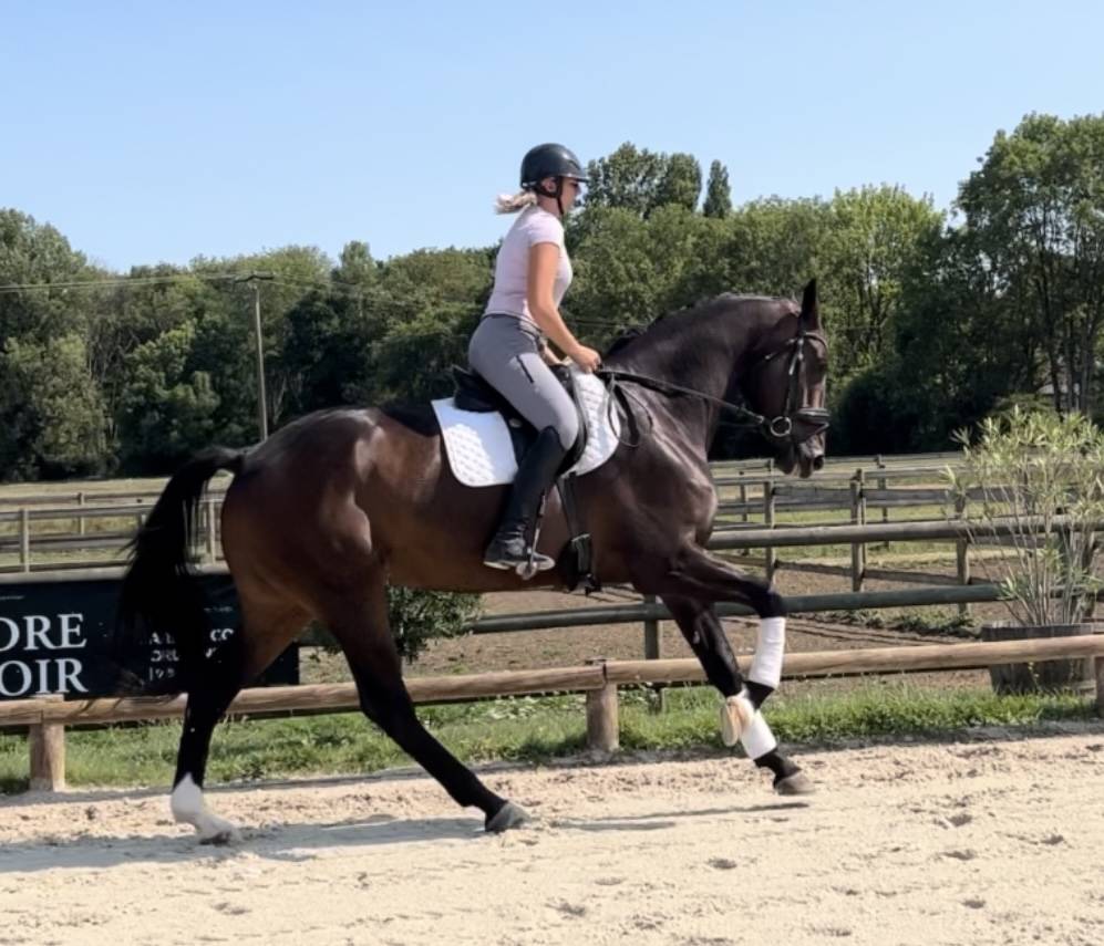 Ruin Oldenburger Te koop 2020 Bruin / Bai ,  ROUSSEAU