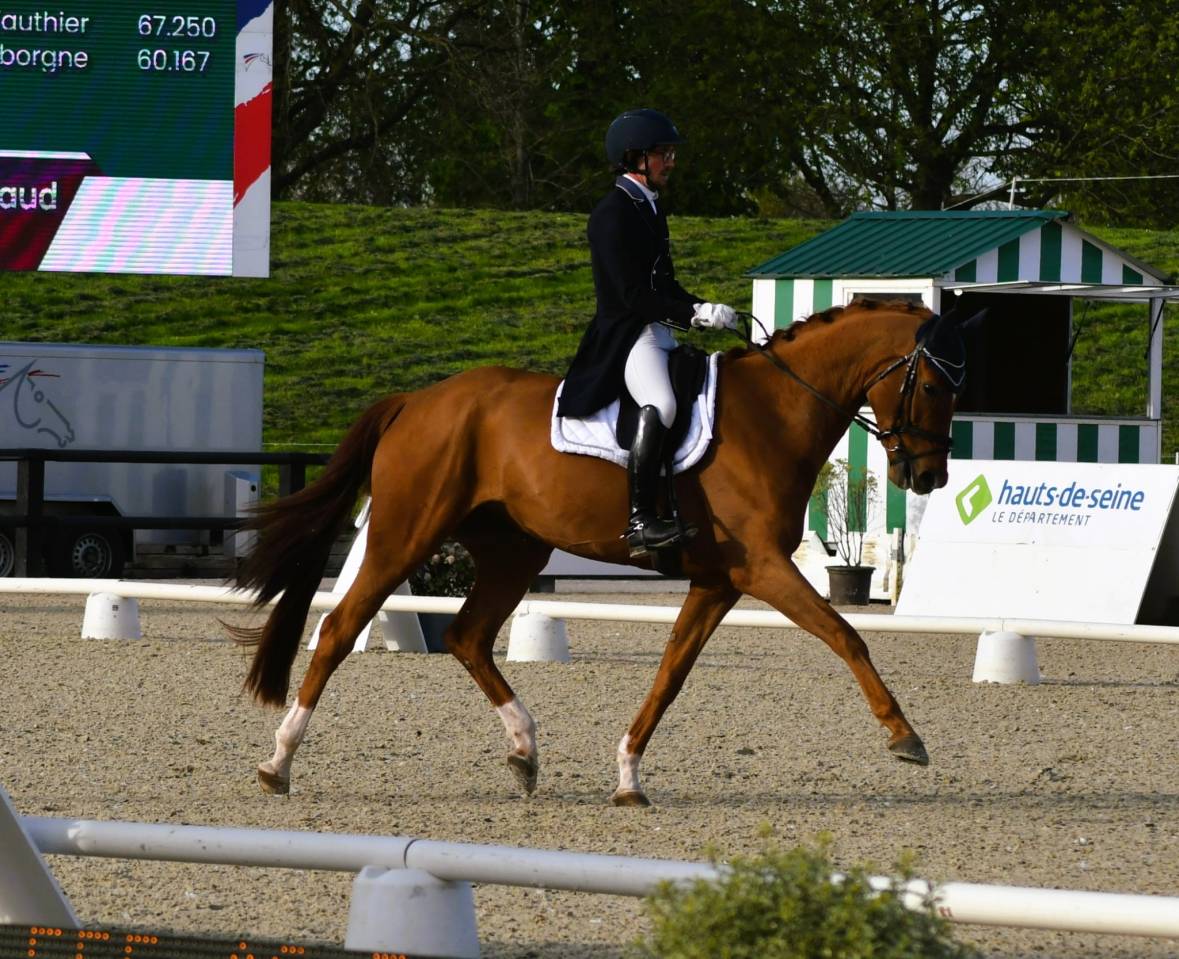 Merrie Hannoveraan  Te koop 2018 Vos ,  Matinez