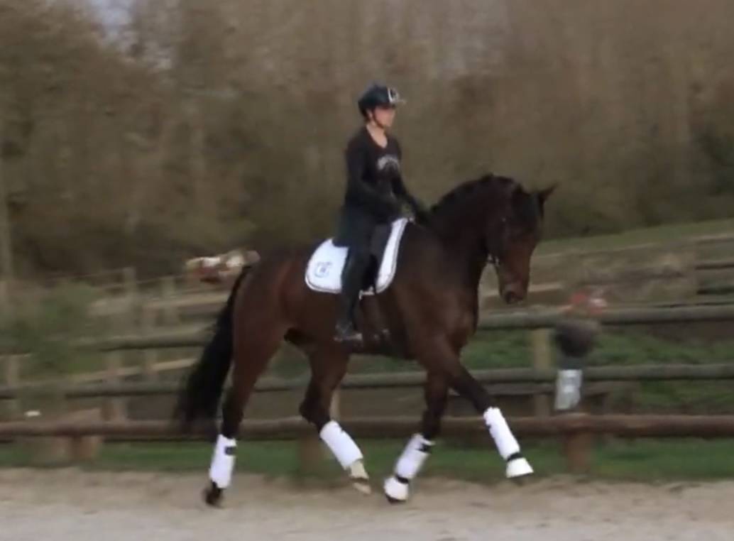 Ruin Hannoveraan  Te koop 2020 Donker bruin / bai ,  Zacherey