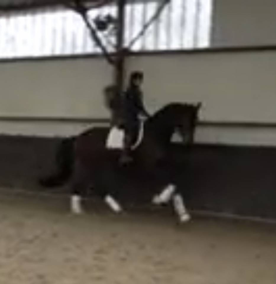 Ruin Hannoveraan  Te koop 2020 Bruin / Bai ,  Don nobless