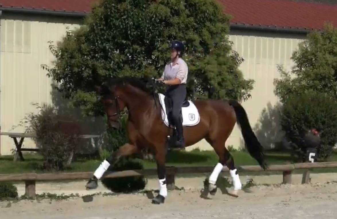 Ruin Selle Français Te koop 2016 Donker bruin / bai ,  Swing de hus