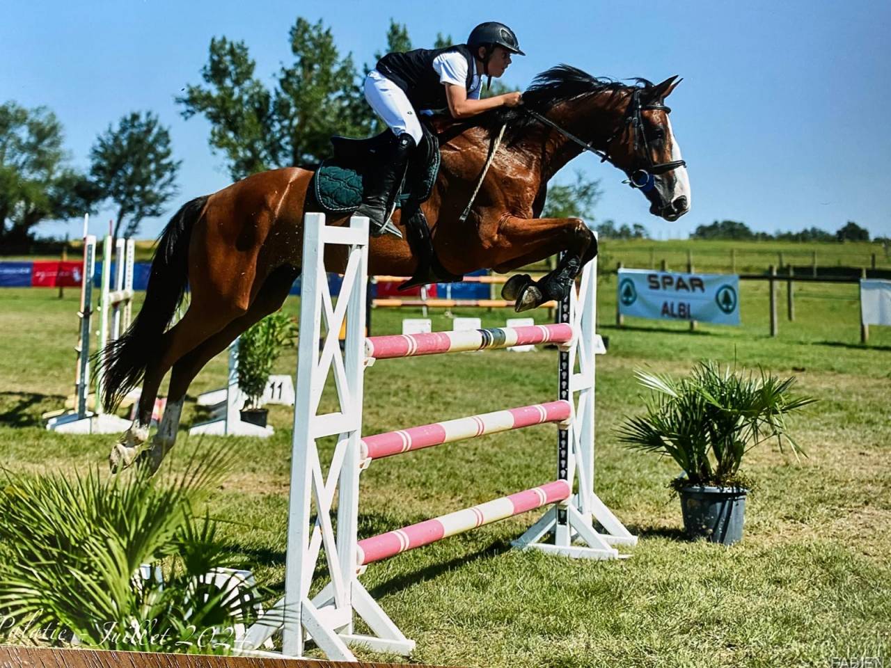 Ruin Selle Français Te koop 2016 Donker bruin / bai ,  Baloussini