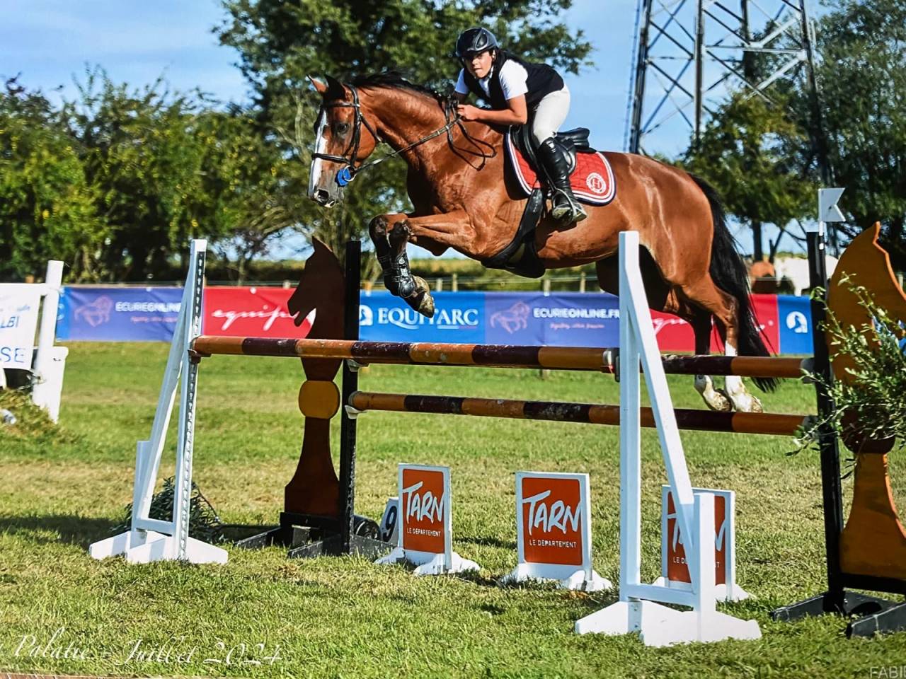 Ruin Selle Français Te koop 2016 Donker bruin / bai ,  Baloussini
