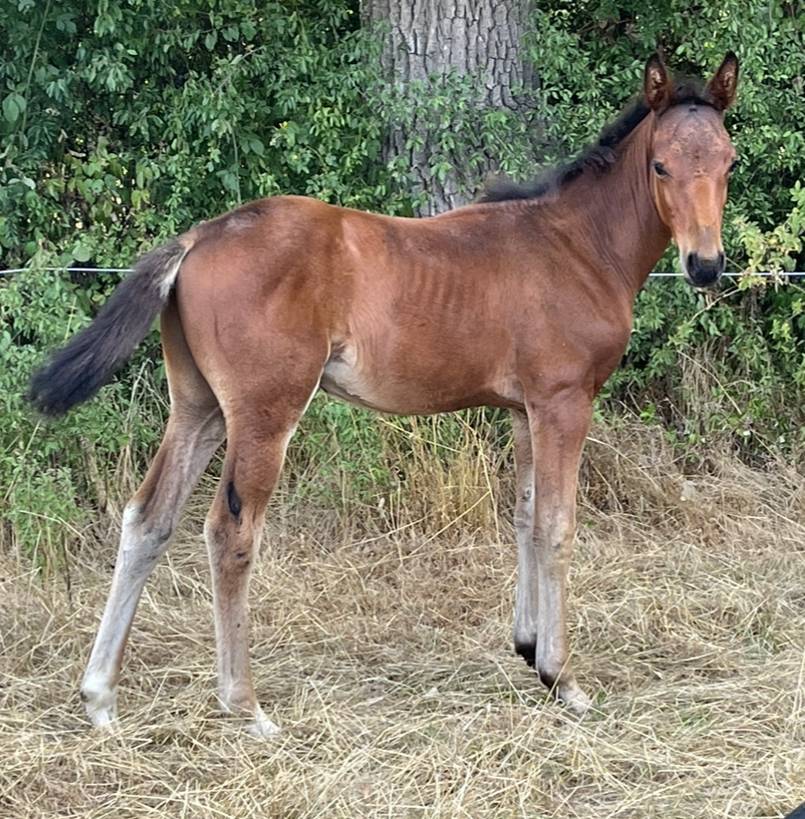 Veulen (ml) Selle Français Te koop 2025 Donker bruin / bai