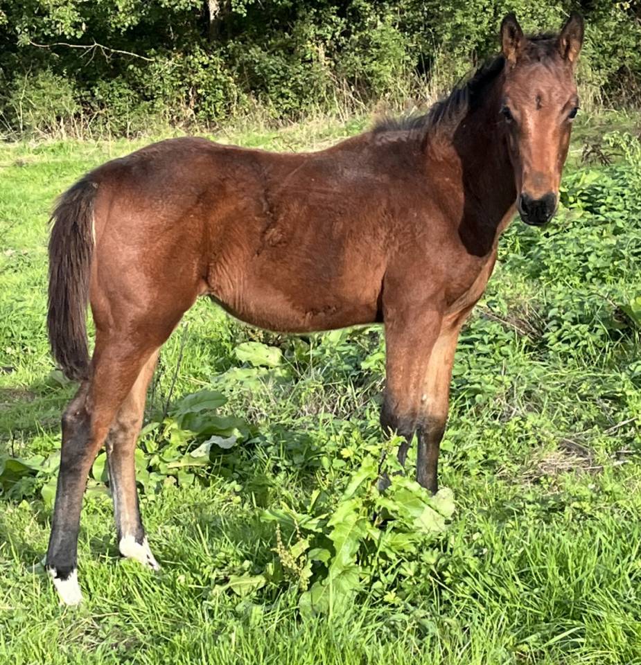 Veulen (ml) Selle Français Te koop 2025 Donker bruin / bai