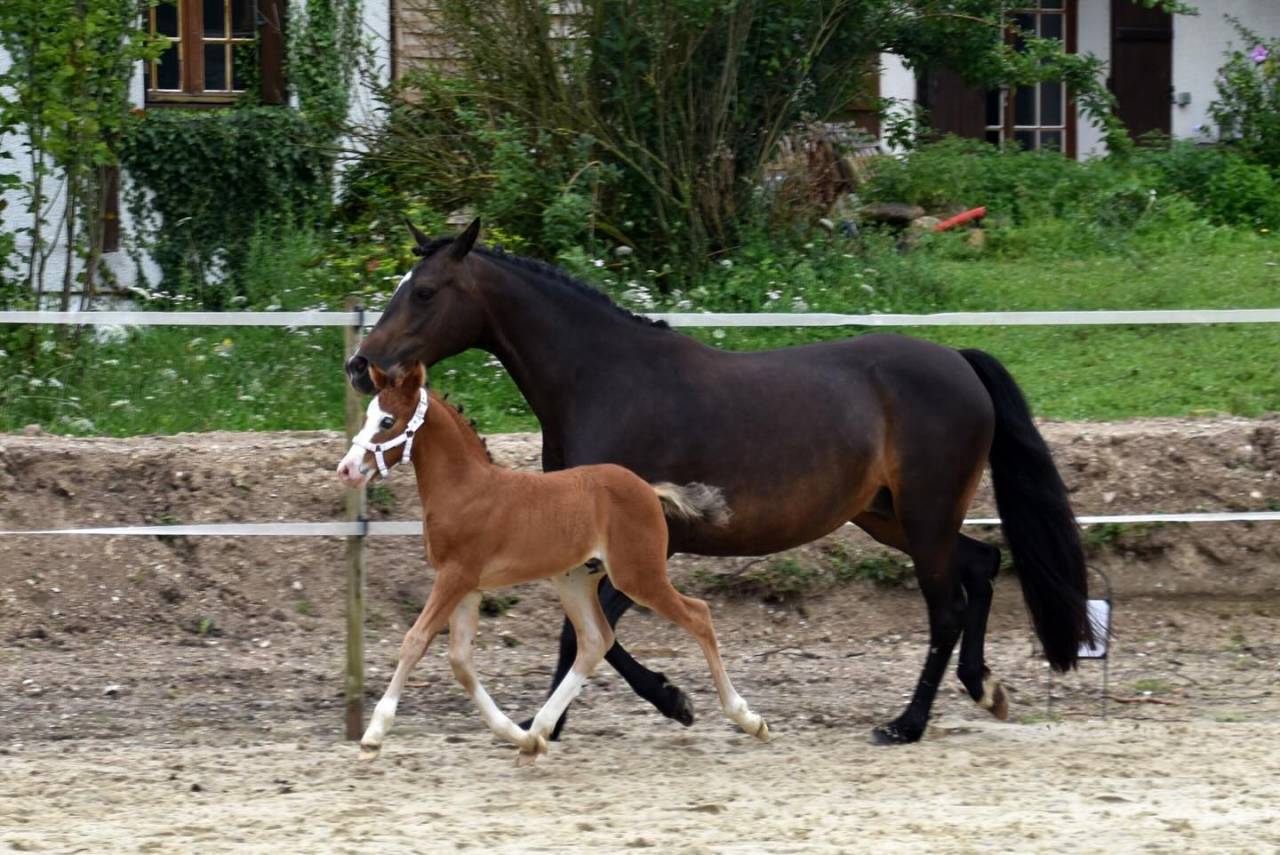 Veulen (ml) Franse rijpony PFS Te koop 2024 Donker bruin / bai ,  goldwyn d'embets
