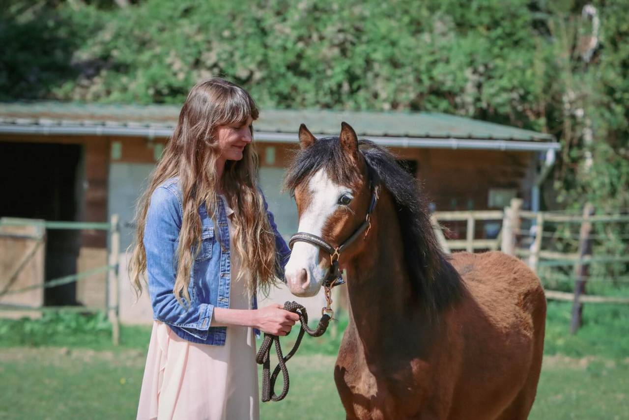 Veulen (ml) Franse rijpony PFS Te koop 2024 Donker bruin / bai ,  goldwyn d'embets