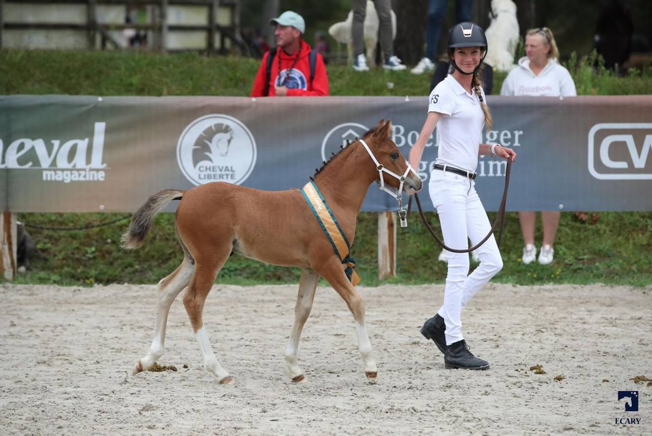 Veulen (ml) Franse rijpony PFS Te koop 2024 Donker bruin / bai ,  goldwyn d'embets