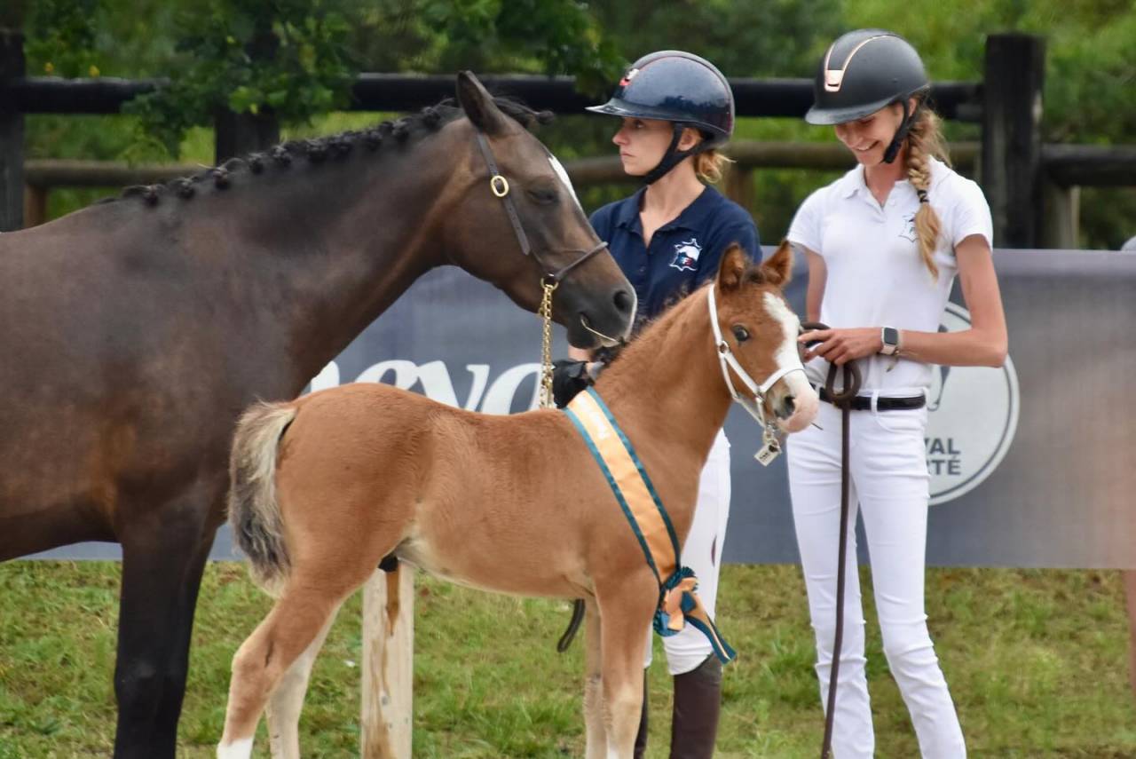 Veulen (ml) Franse rijpony PFS Te koop 2024 Donker bruin / bai ,  goldwyn d'embets