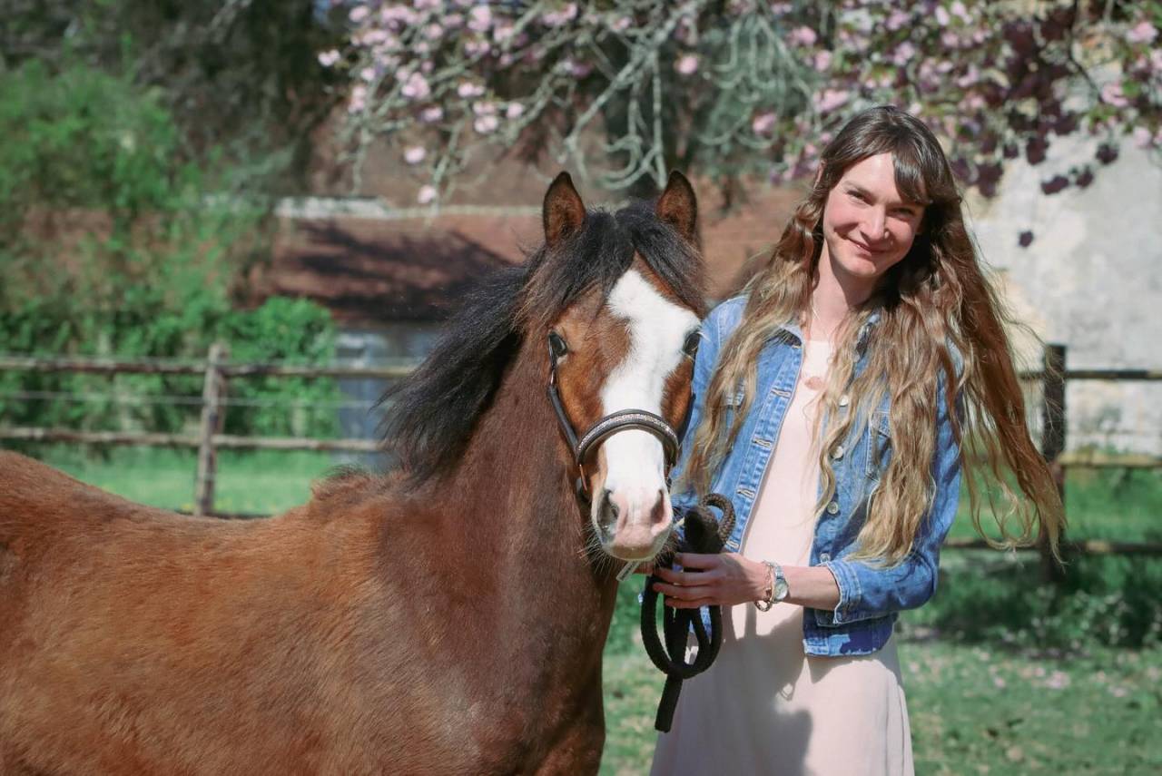 Veulen (ml) Franse rijpony PFS Te koop 2024 Donker bruin / bai ,  goldwyn d'embets