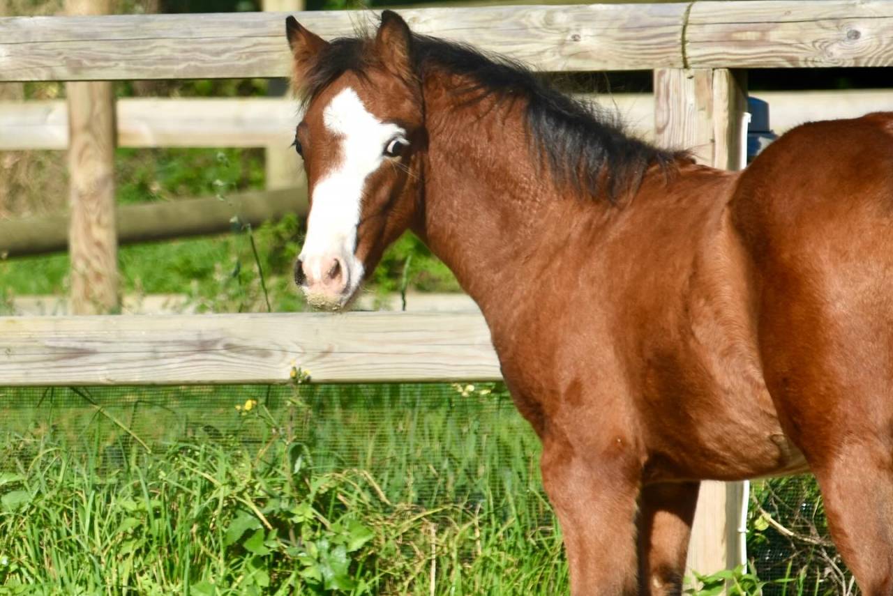 Veulen (ml) Franse rijpony PFS Te koop 2024 Donker bruin / bai ,  goldwyn d'embets