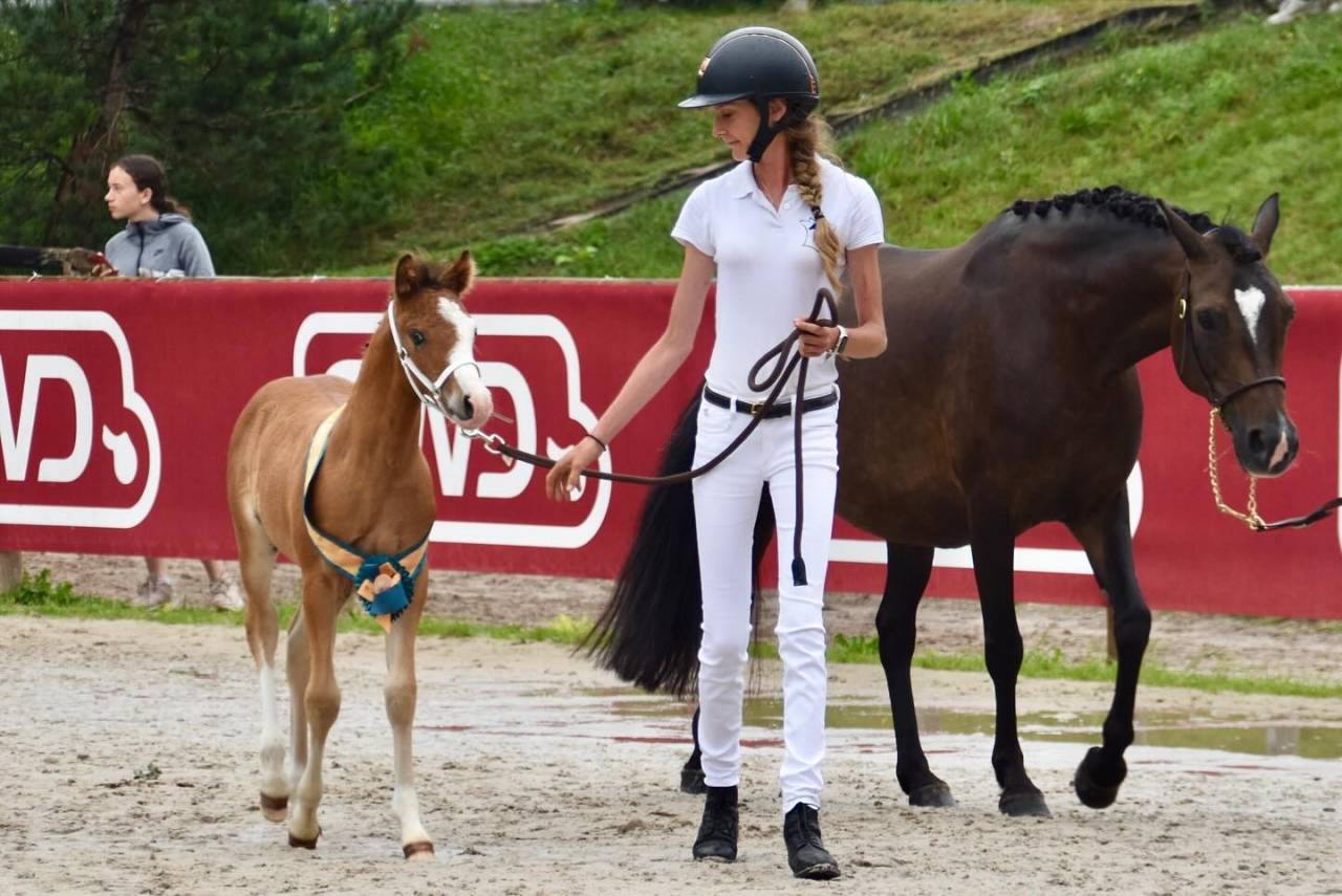 Veulen (ml) Franse rijpony PFS Te koop 2024 Donker bruin / bai ,  goldwyn d'embets