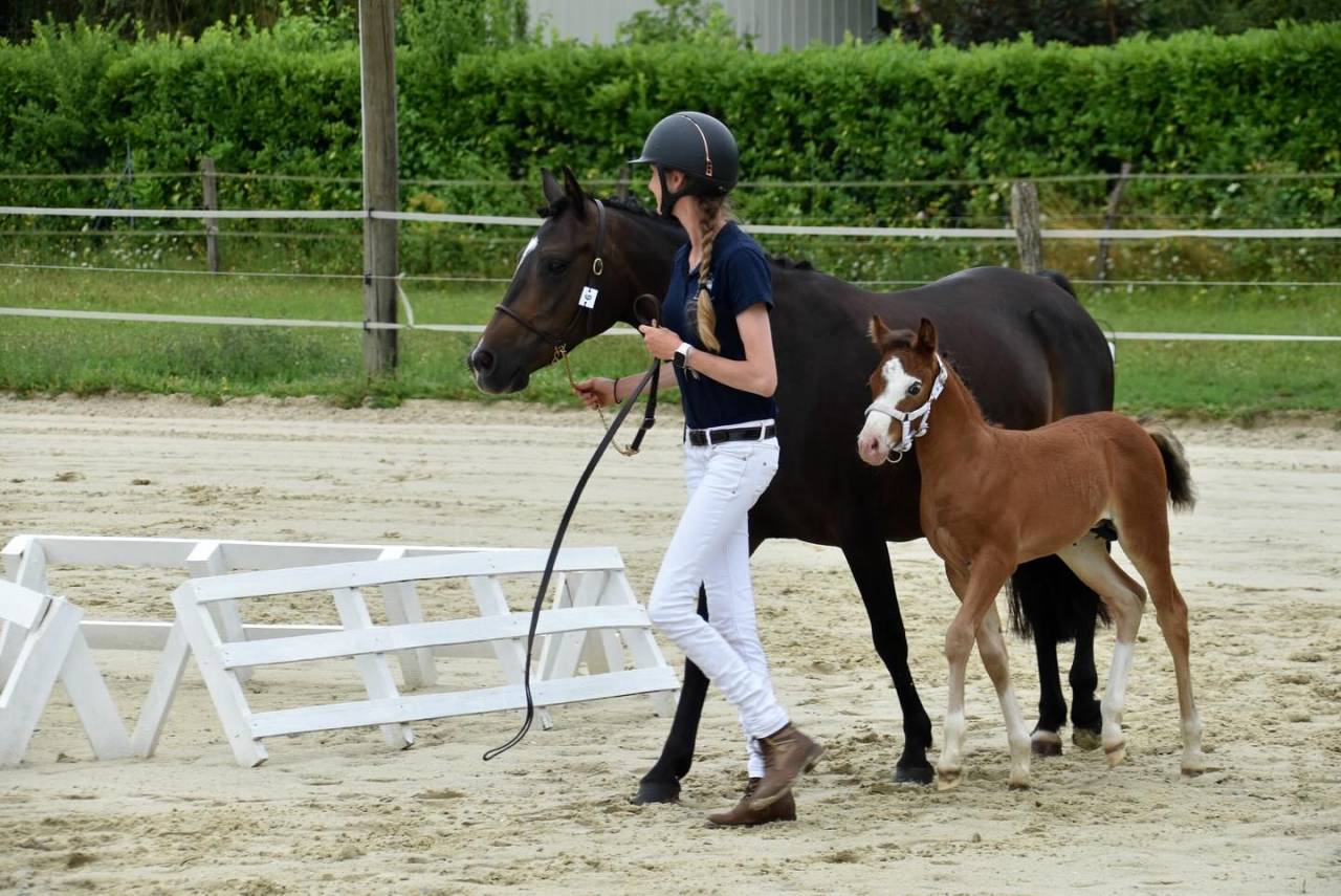 Veulen (ml) Franse rijpony PFS Te koop 2024 Donker bruin / bai ,  goldwyn d'embets