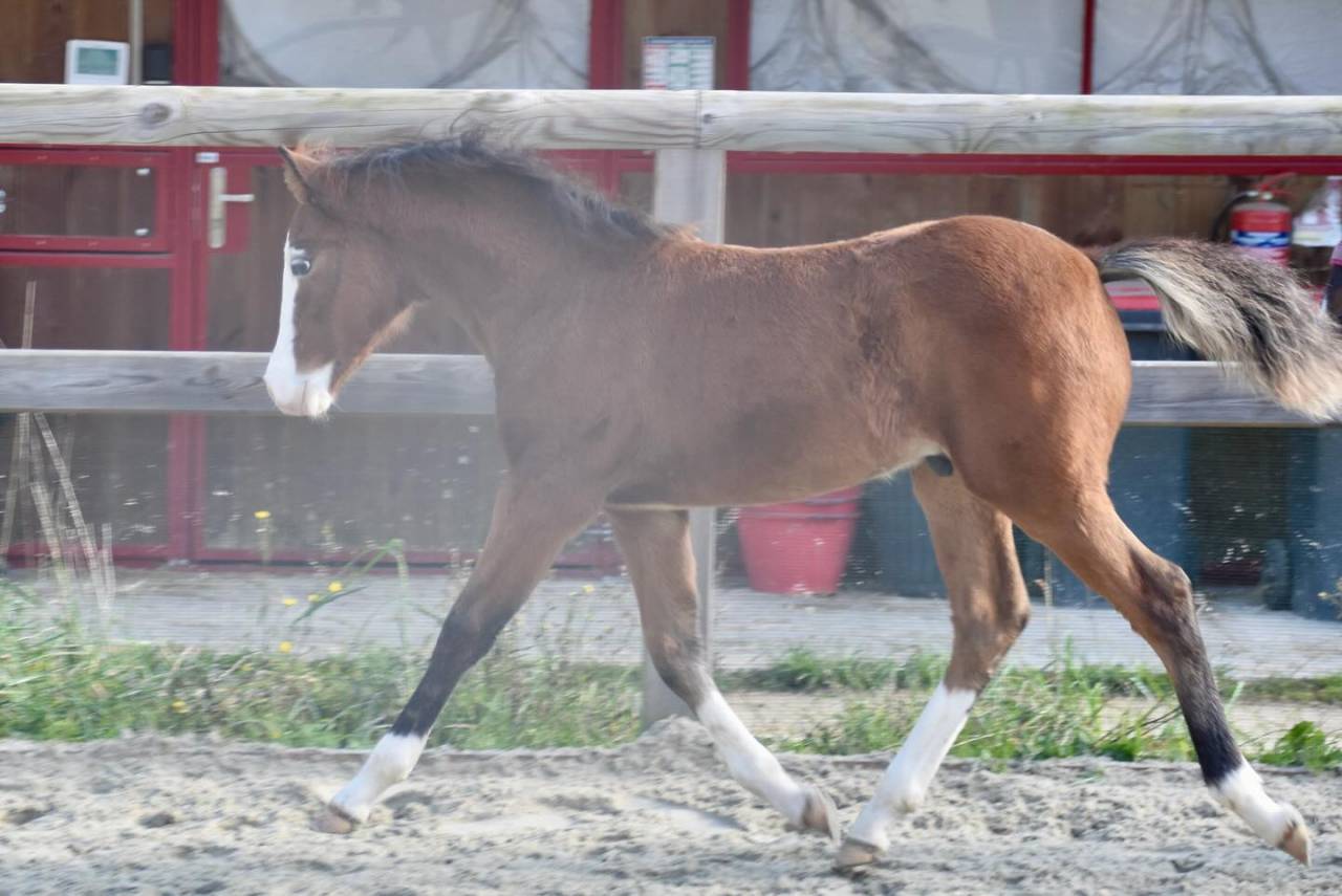 Veulen (ml) Franse rijpony PFS Te koop 2024 Donker bruin / bai ,  goldwyn d'embets