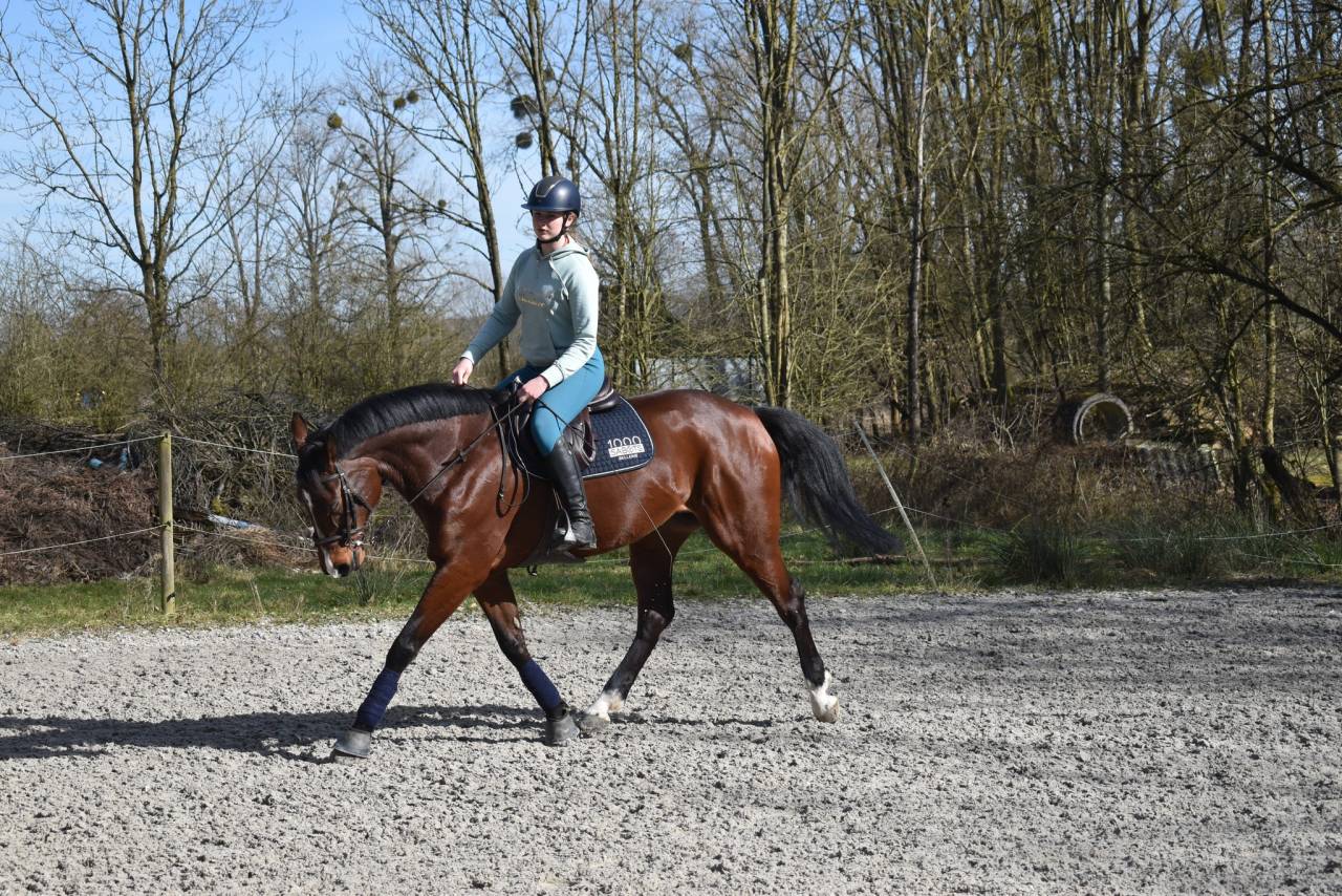 Merrie Belgisch halfbloed Te koop 2014 Donker bruin / bai