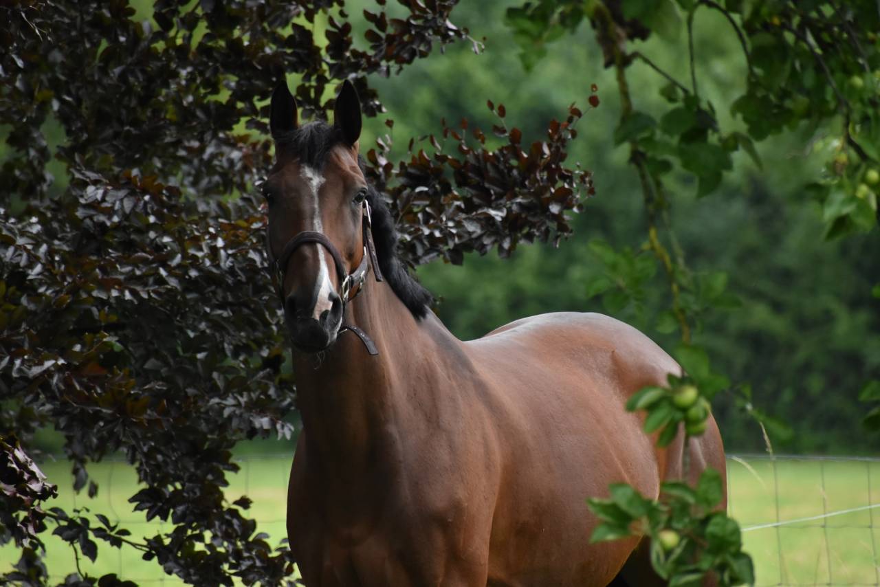 Merrie Belgisch halfbloed Te koop 2014 Donker bruin / bai