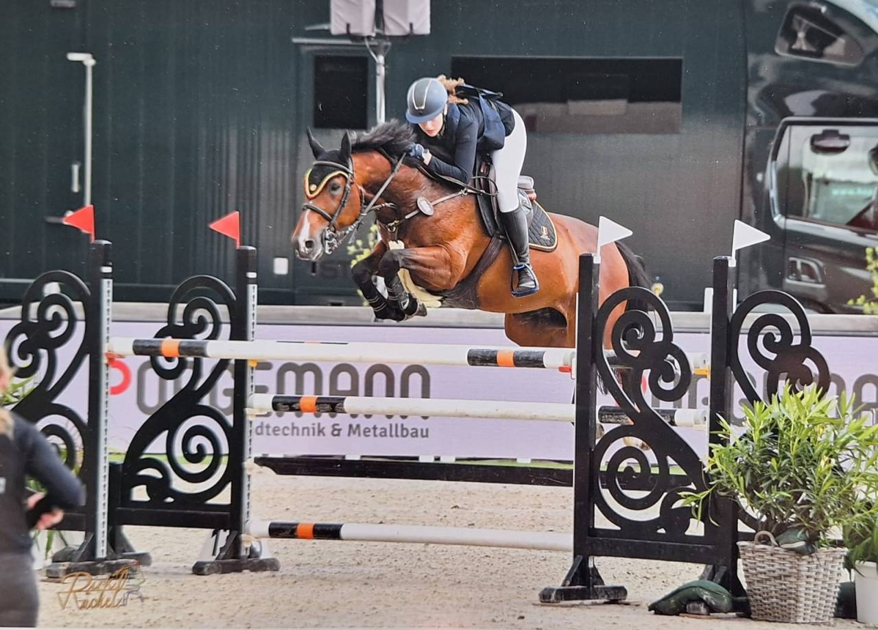 Merrie Belgisch halfbloed Te koop 2014 Donker bruin / bai