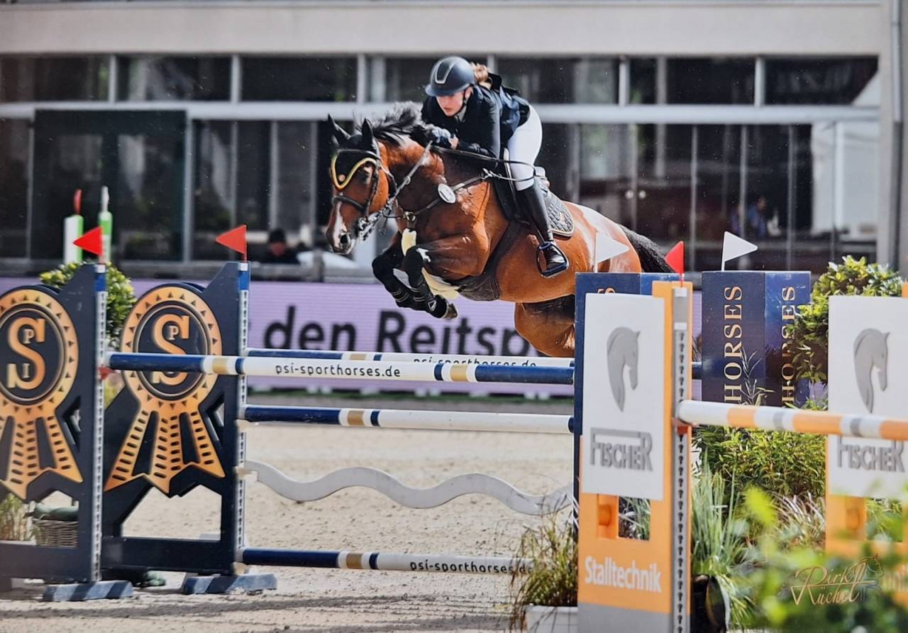 Merrie Belgisch halfbloed Te koop 2014 Donker bruin / bai