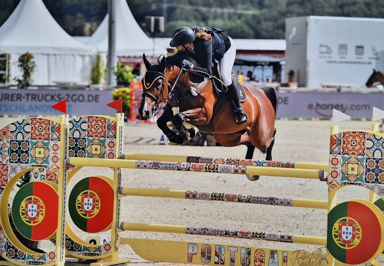 Merrie Belgisch halfbloed Te koop 2014 Donker bruin / bai