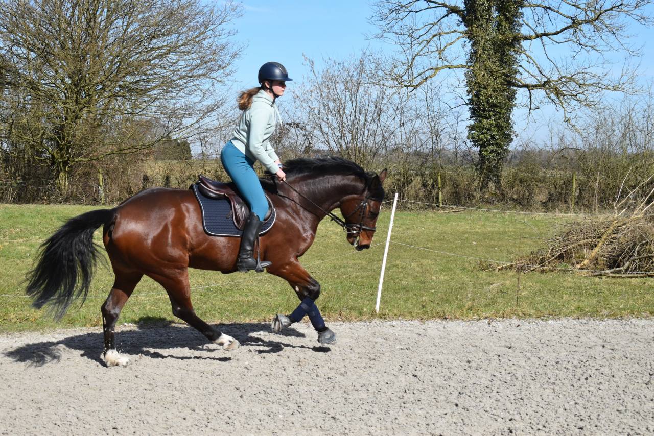 Merrie Belgisch halfbloed Te koop 2014 Donker bruin / bai