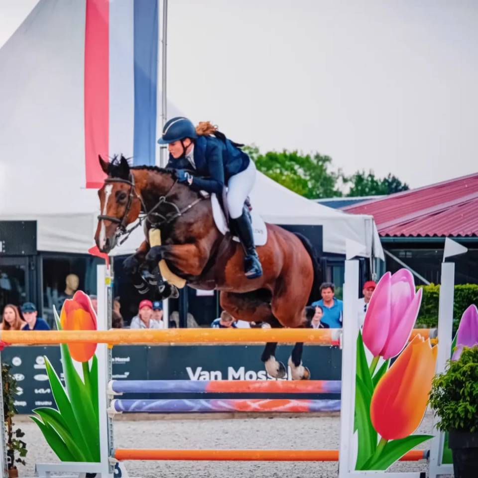 Merrie Belgisch halfbloed Te koop 2014 Donker bruin / bai