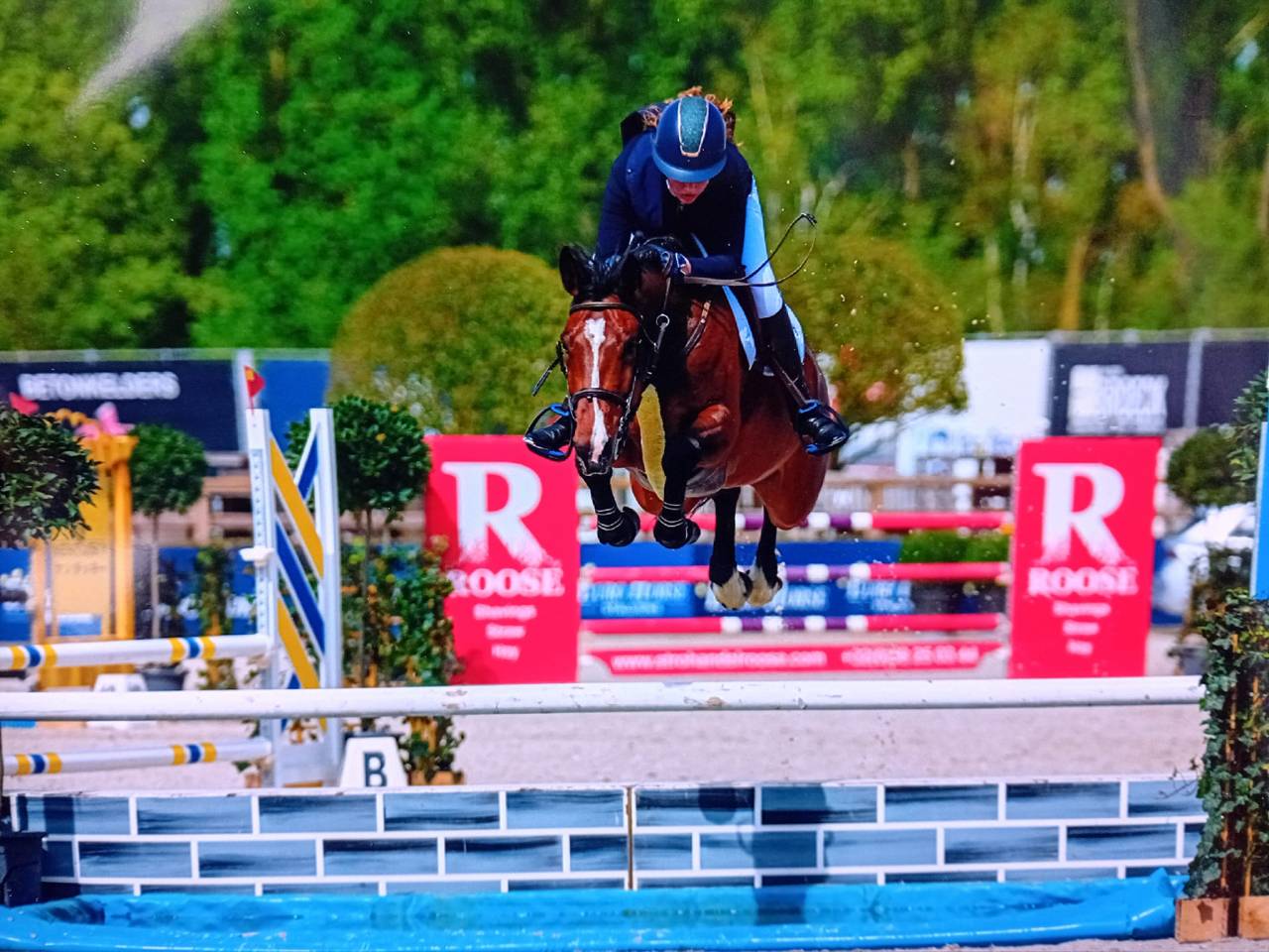 Merrie Belgisch halfbloed Te koop 2014 Donker bruin / bai