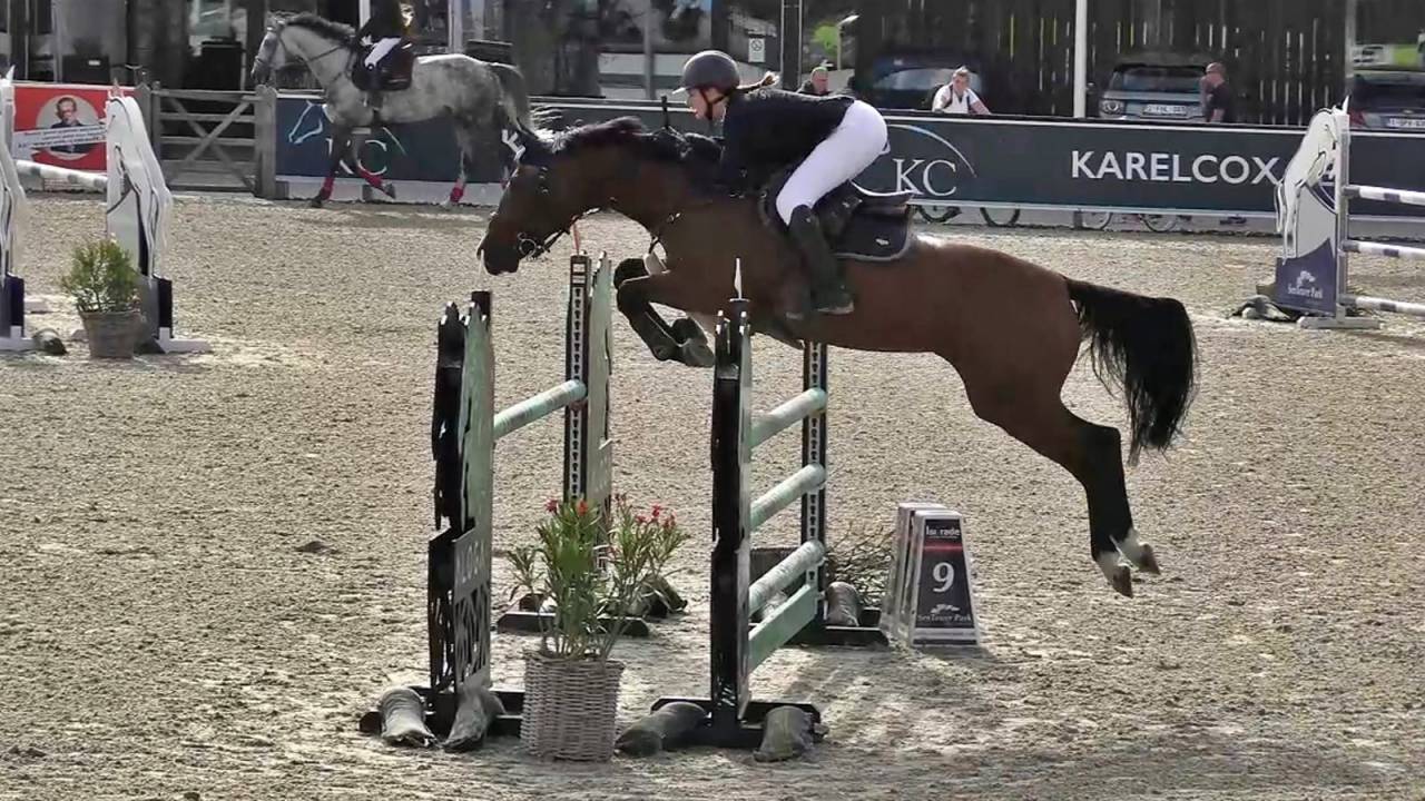 Merrie Belgisch halfbloed Te koop 2014 Donker bruin / bai