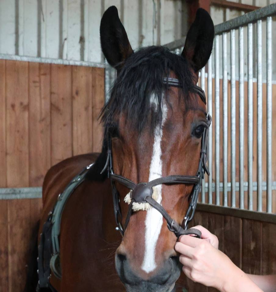 Ruin Belgisch sportpaard Te koop 2020 Donker bruin / bai