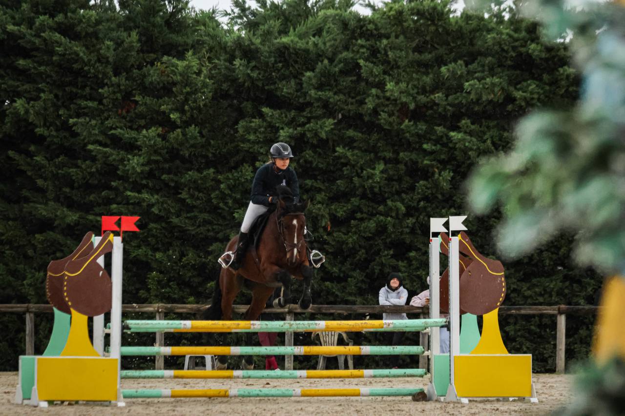 Ruin Belgisch sportpaard Te koop 2020 Donker bruin / bai