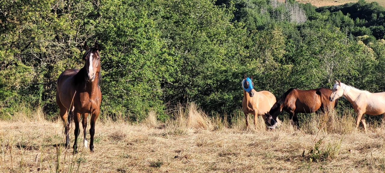 Merrie Bekend ras Te koop 2016 Donker bruin / bai ,  CHEROKEE RUGGED TWIST