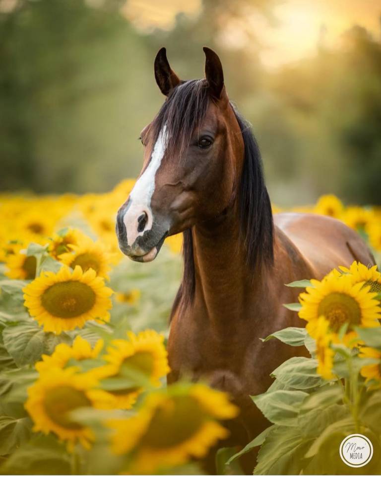 Merrie Bekend ras Te koop 2016 Donker bruin / bai ,  CHEROKEE RUGGED TWIST