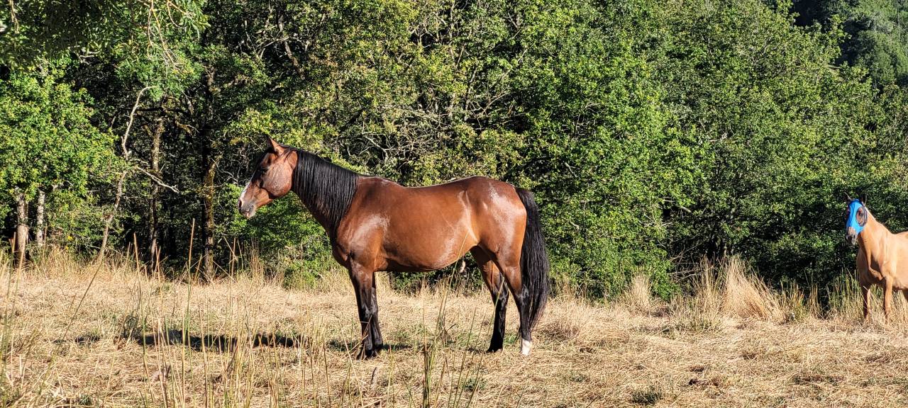 Merrie Bekend ras Te koop 2016 Donker bruin / bai ,  CHEROKEE RUGGED TWIST