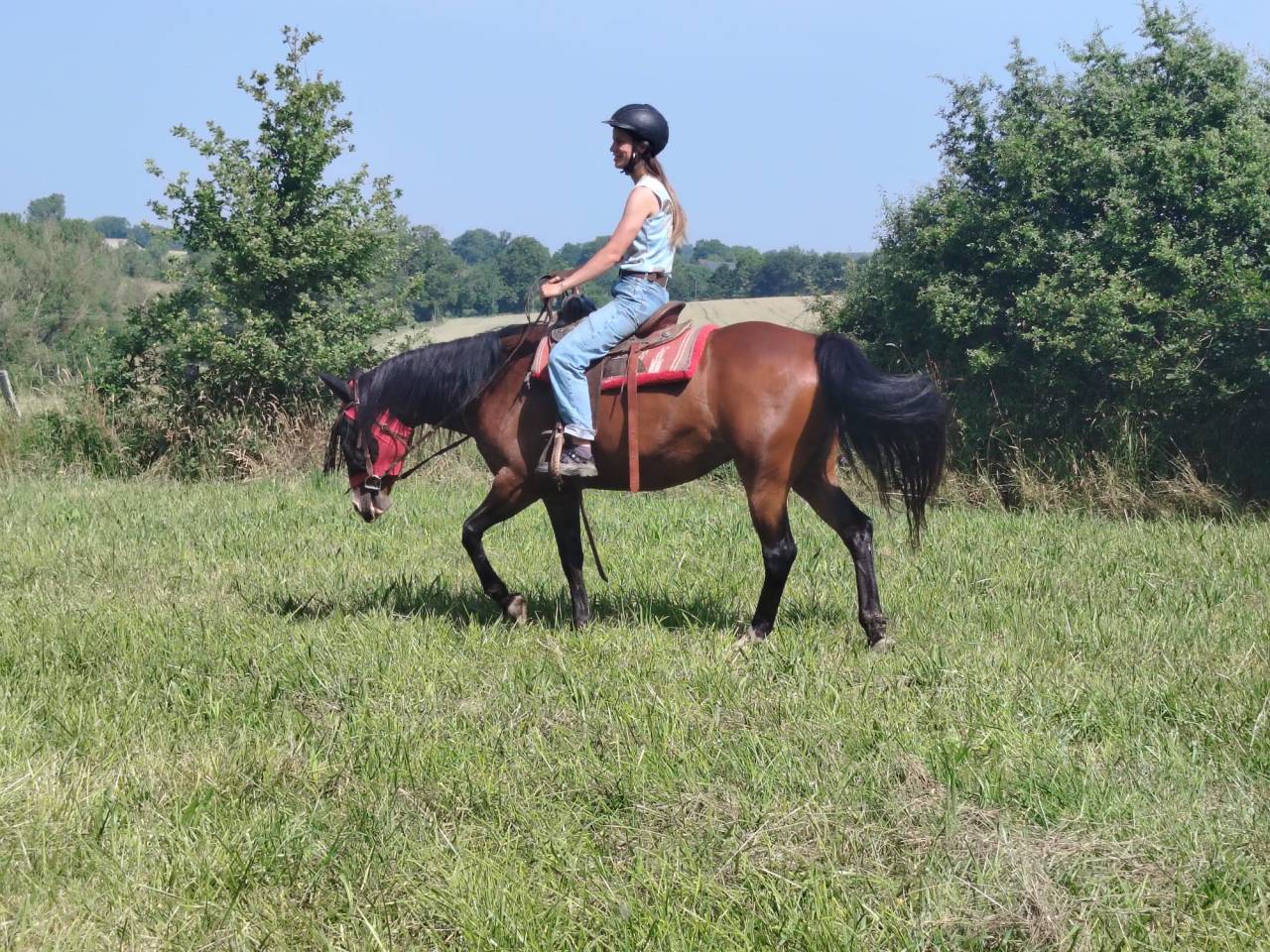 Merrie Bekend ras Te koop 2016 Donker bruin / bai ,  CHEROKEE RUGGED TWIST
