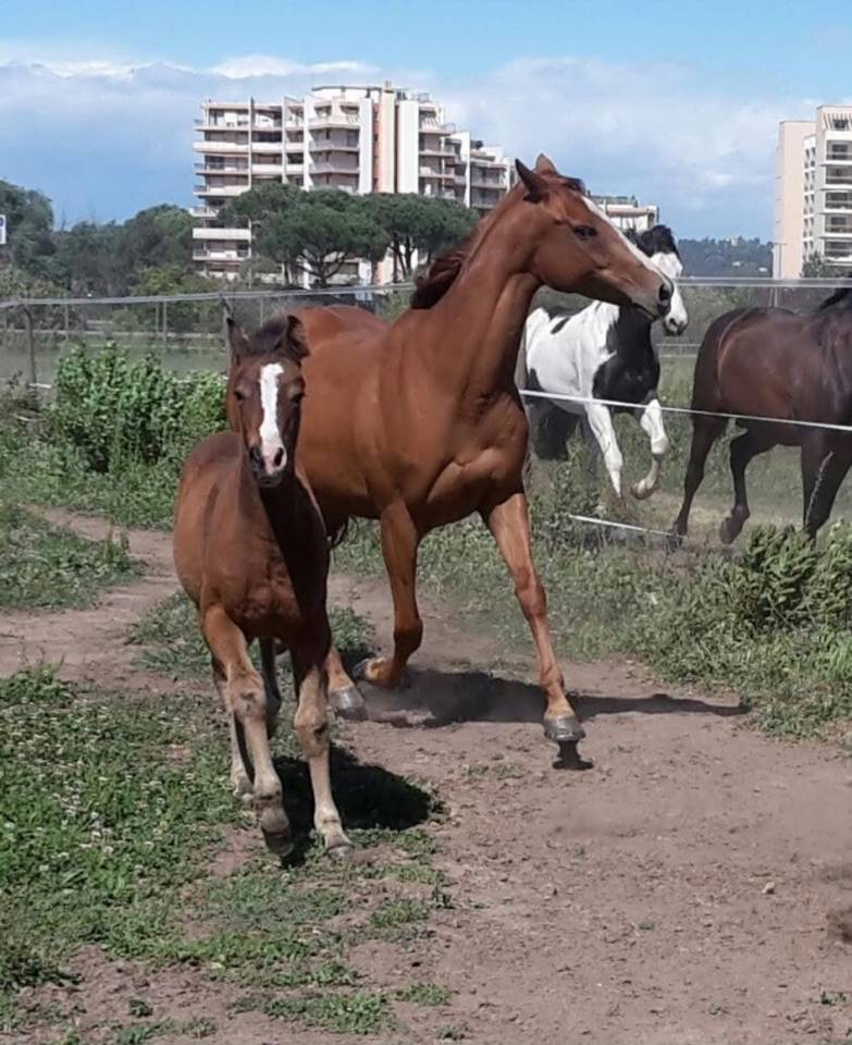 Merrie Bekend ras Te koop 2016 Donker bruin / bai ,  CHEROKEE RUGGED TWIST