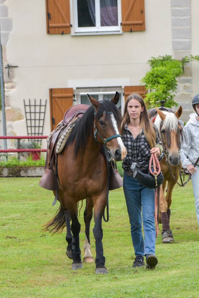 Merrie Bekend ras Te koop 2016 Donker bruin / bai ,  CHEROKEE RUGGED TWIST
