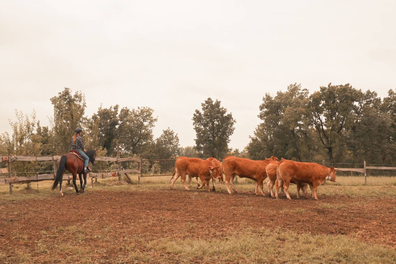 Merrie Bekend ras Te koop 2016 Donker bruin / bai ,  CHEROKEE RUGGED TWIST